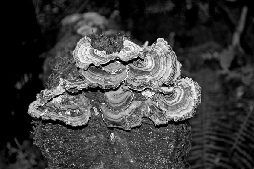 Turkey Tail Fungus on a Fallen Redwood