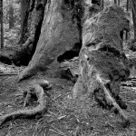 Coastal Redwoods and a Root
