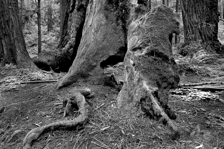 Coastal Redwoods and a Root