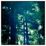 Redwoods Park