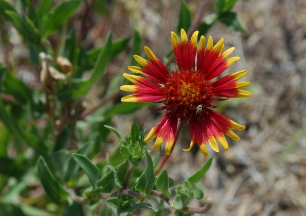 Firewheel #1