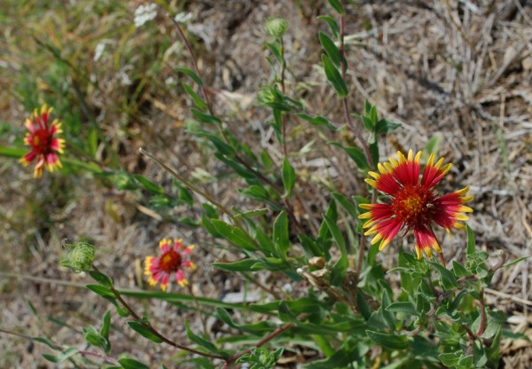 Firewheel #2