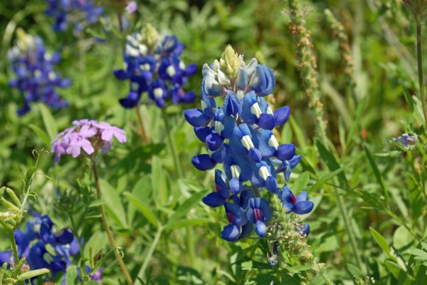 Texas Bluebonnets – Coyote Mercury